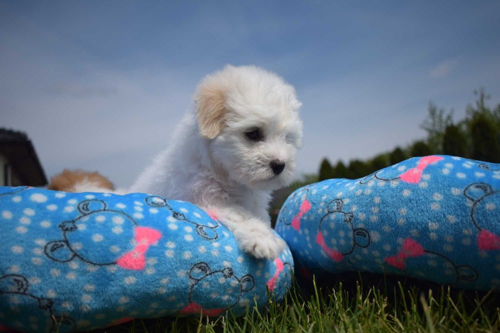 Coton de Tulear szczenię o imieniu Figo