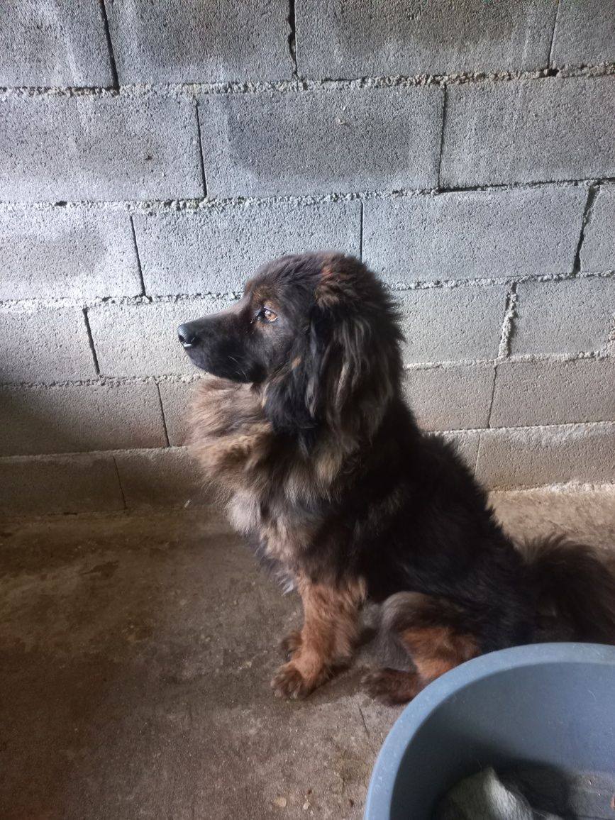 Cão serra de estrela