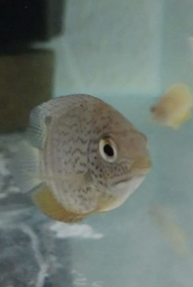 Severum  entre 5 centimetros