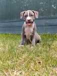 Suczka American Staffordshire Terrier