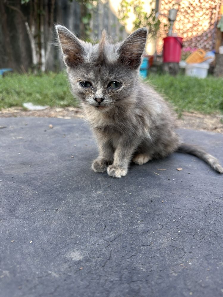 Маленькие котята