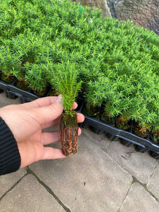 СМАРАГД коніка даніка ГОЛАНДІЯ тедді міріам ялівець кипарисовик тис