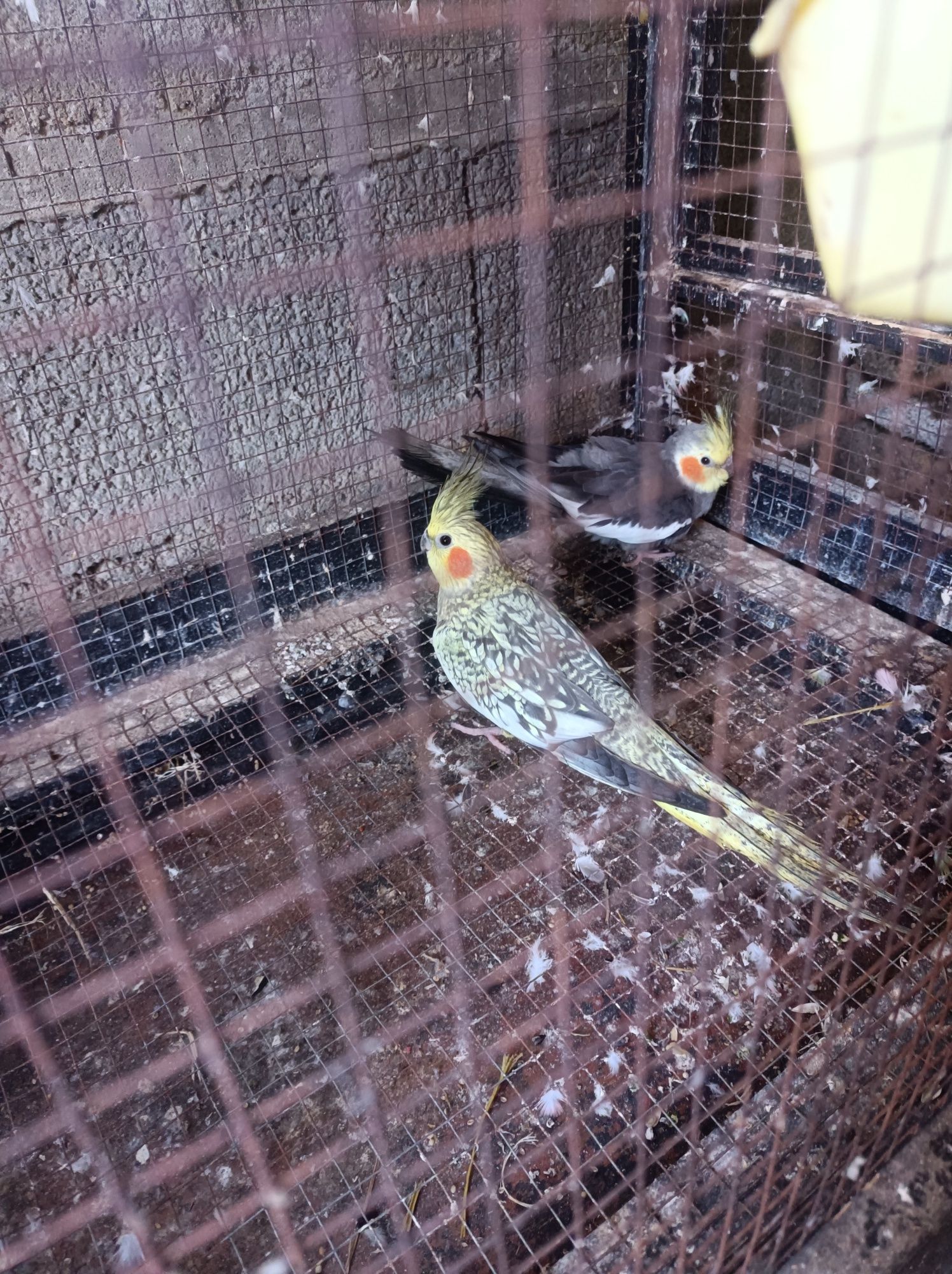 Vendo casal de caturras