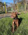Pies Pitbull Terrier do adopcji