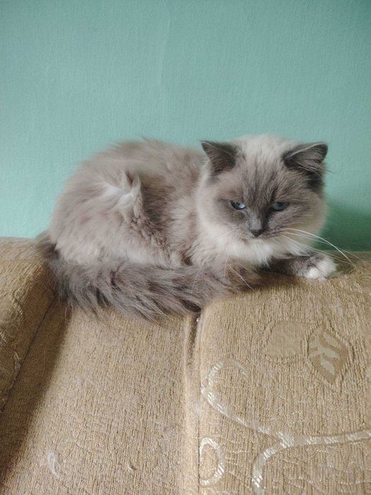 Kotka ragdoll z rodowodem