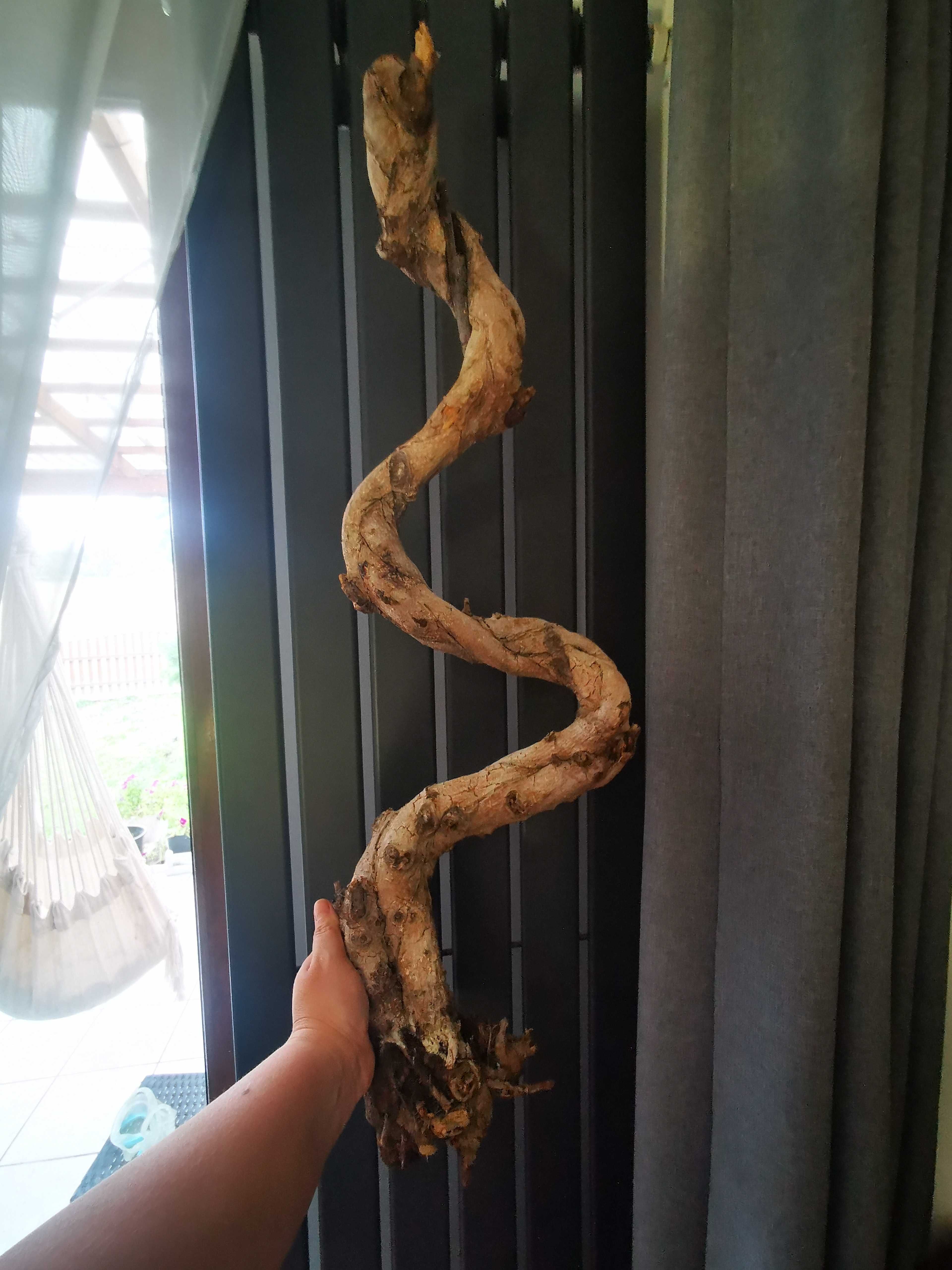 Sprzedam korzeń bonsai 74cm suszony ok 1.5roku