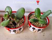 Planta Jade | Suculentas | Latinhas decoradas