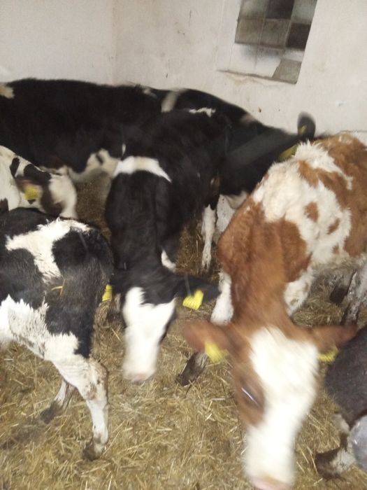 Sprzedam 14 zarlakow