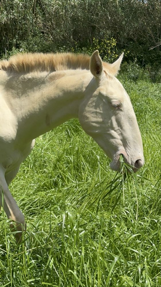 Cavalo com 4 anos, super mansinho.