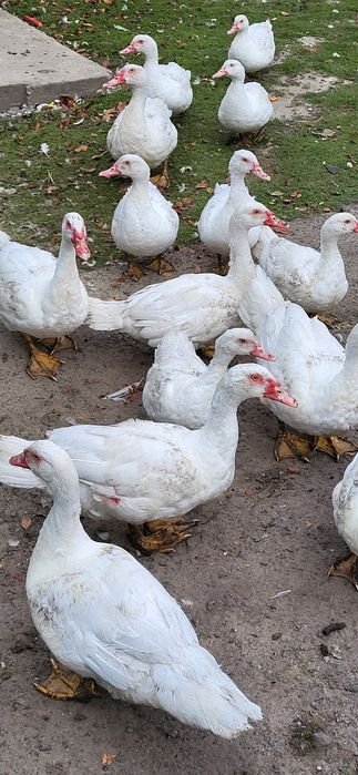 Продам Гуси і утки