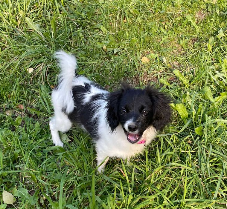 Spaniel kontynentalny miniaturowy, phalene (papillon), ZKwP, FCI, pies