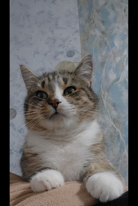 Киця шукає родину)