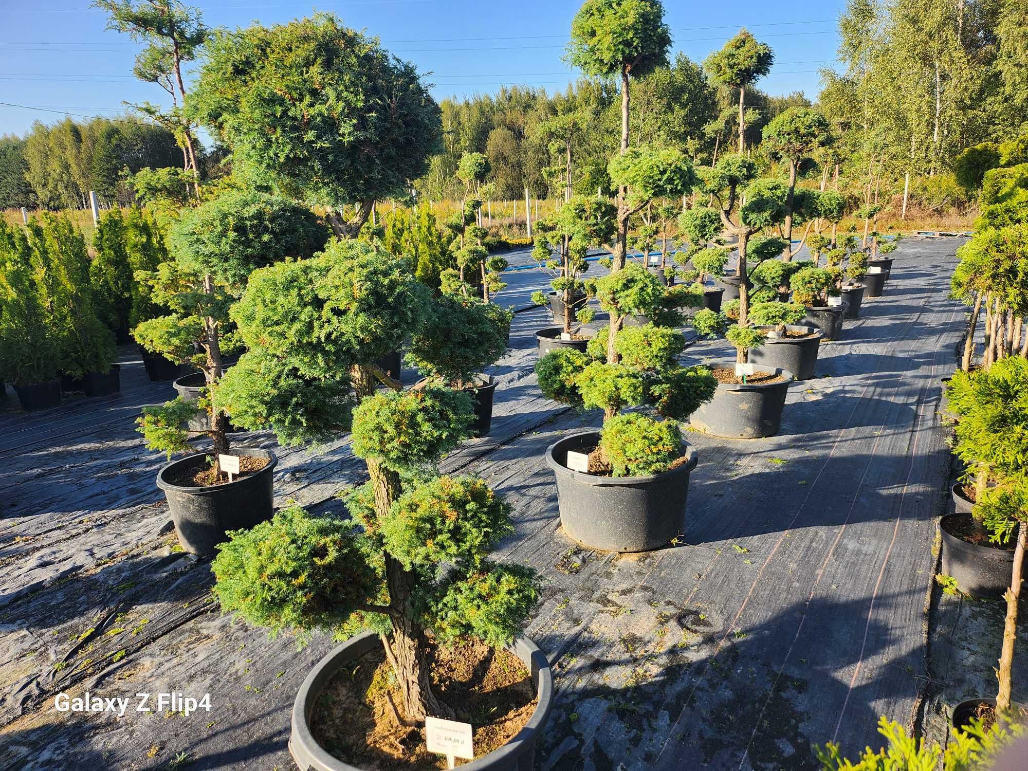 Bonsai drzewo formowane , cyprys