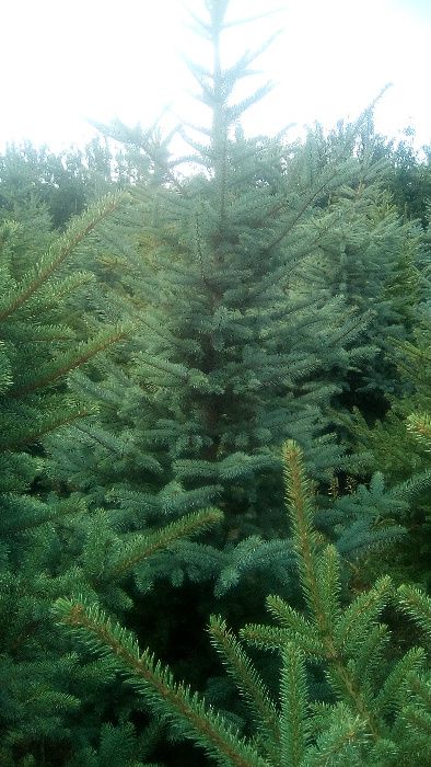 choinka, dowóz, świerk srebrny, pospolity, 1/2,5m