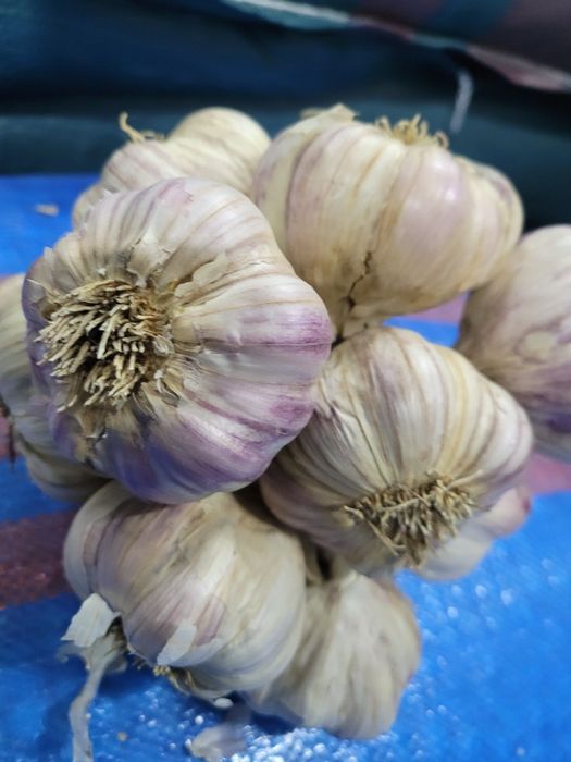 Polski czosnek 50 główek duży 6cm+