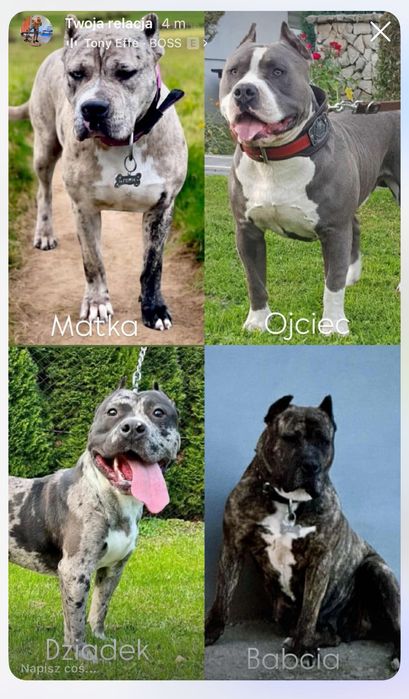 Amstaff Szczeniak Suczka Czarno-Biała / American Staffordshire Terrier