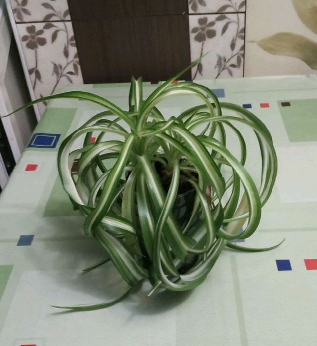 Хлорофітум кучерявий