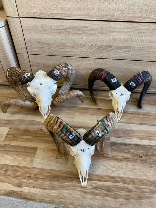 Rogi, trofea, slimy ,barana,muflona ,kozy OKAZJA
