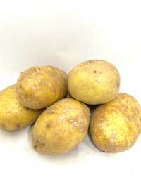 Ziemniak żółty jadalny worek 15kg