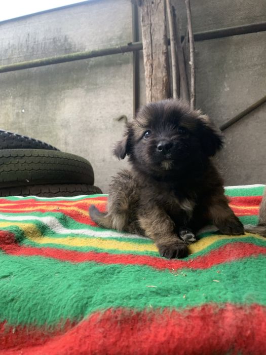 Віддам безкоштовно цуциків