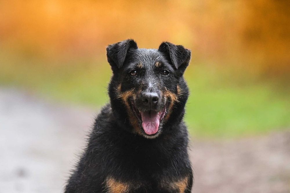 OMRA - fajna i bardzo mądra psiczka w typie teriera
