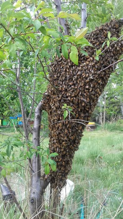 Miód z własnej pasieki,Dostawa gratis