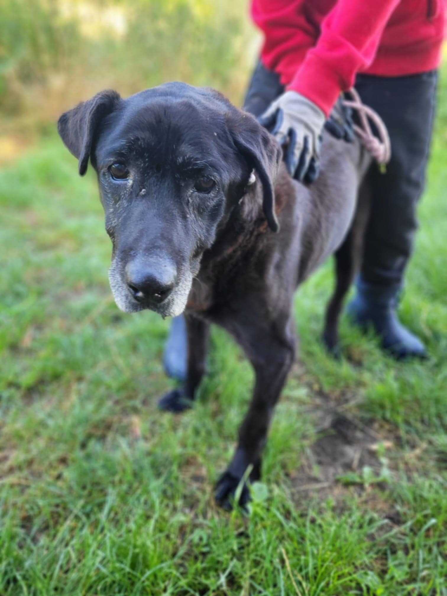 Poczciwy, porzucony SENIOREK szuka domu !! Do adopcji !!