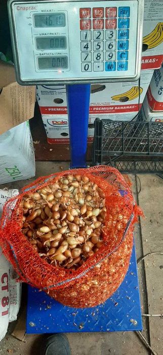 Штутгартен Різен,  цибуля сівок, арпаж тиканка саджанка