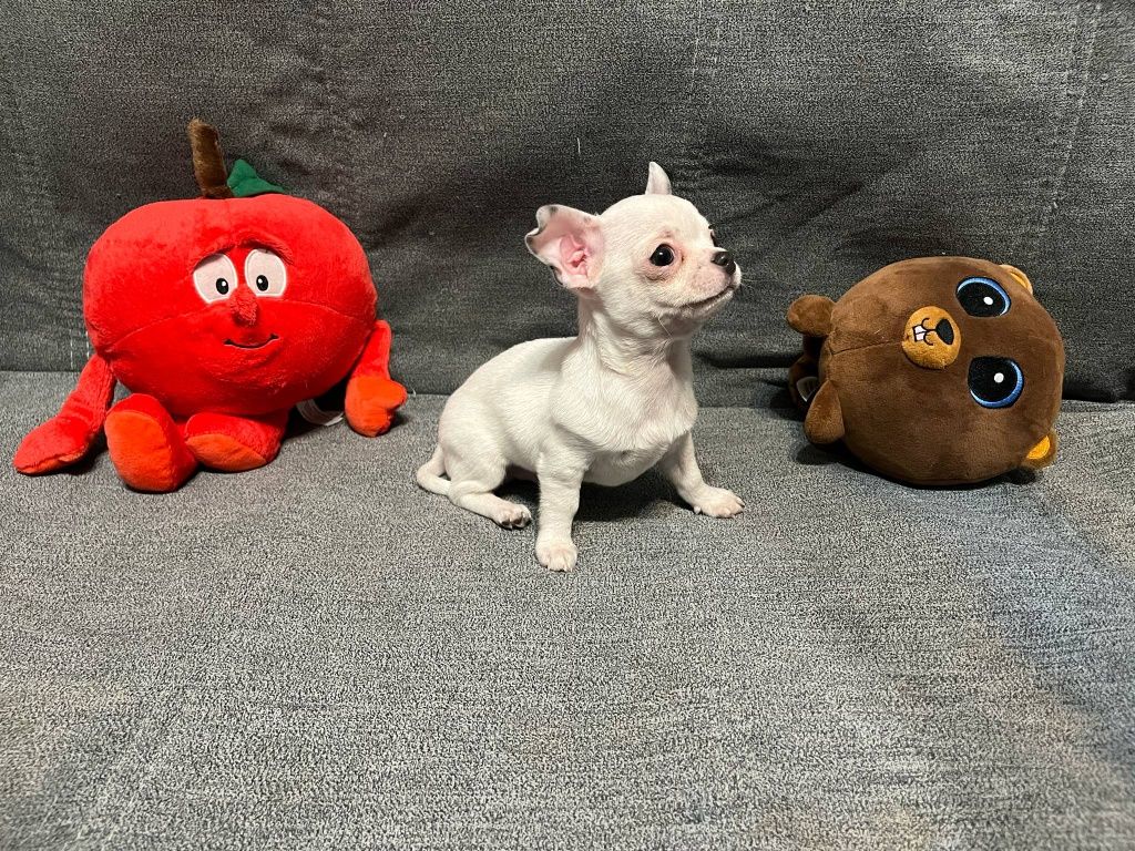 Miki, piesek chihuahua.