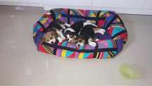 Beagle tricolor z rodowodem. Suczki i pieski-wybitne!