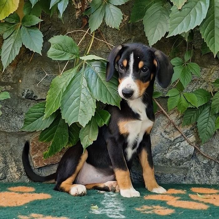 Продається цуценя сука породи Ентлебухер!