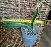 Sansevieria concinna Giant Spoon variegata sansewieria sanseweria