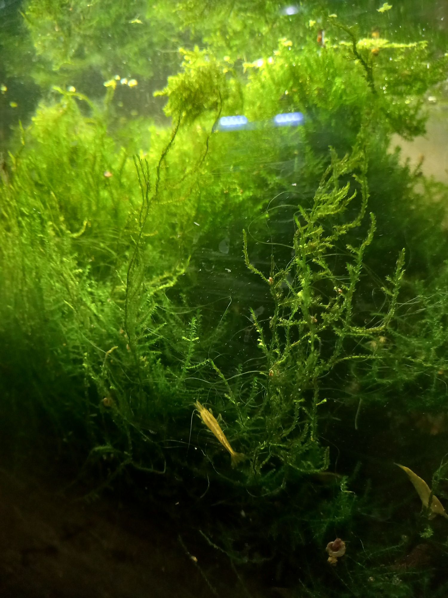 Mech do krewetkarium akwarium