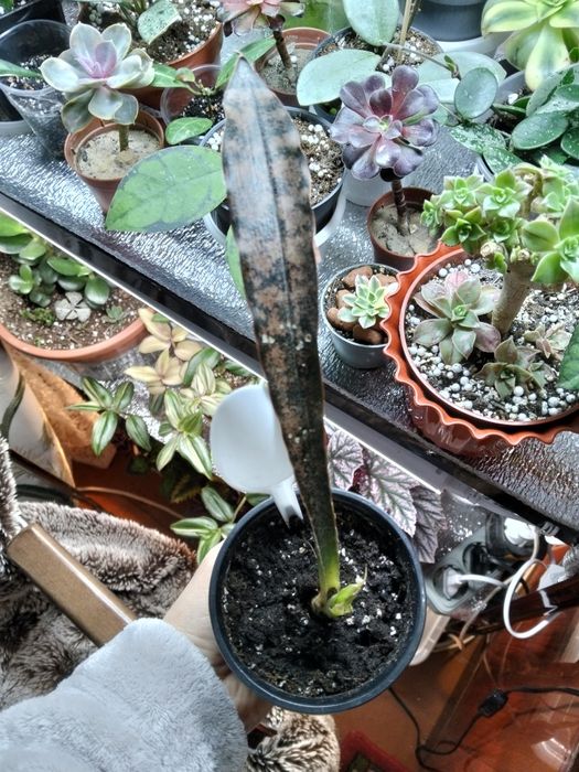 Сансевьерия Кирки Копертон