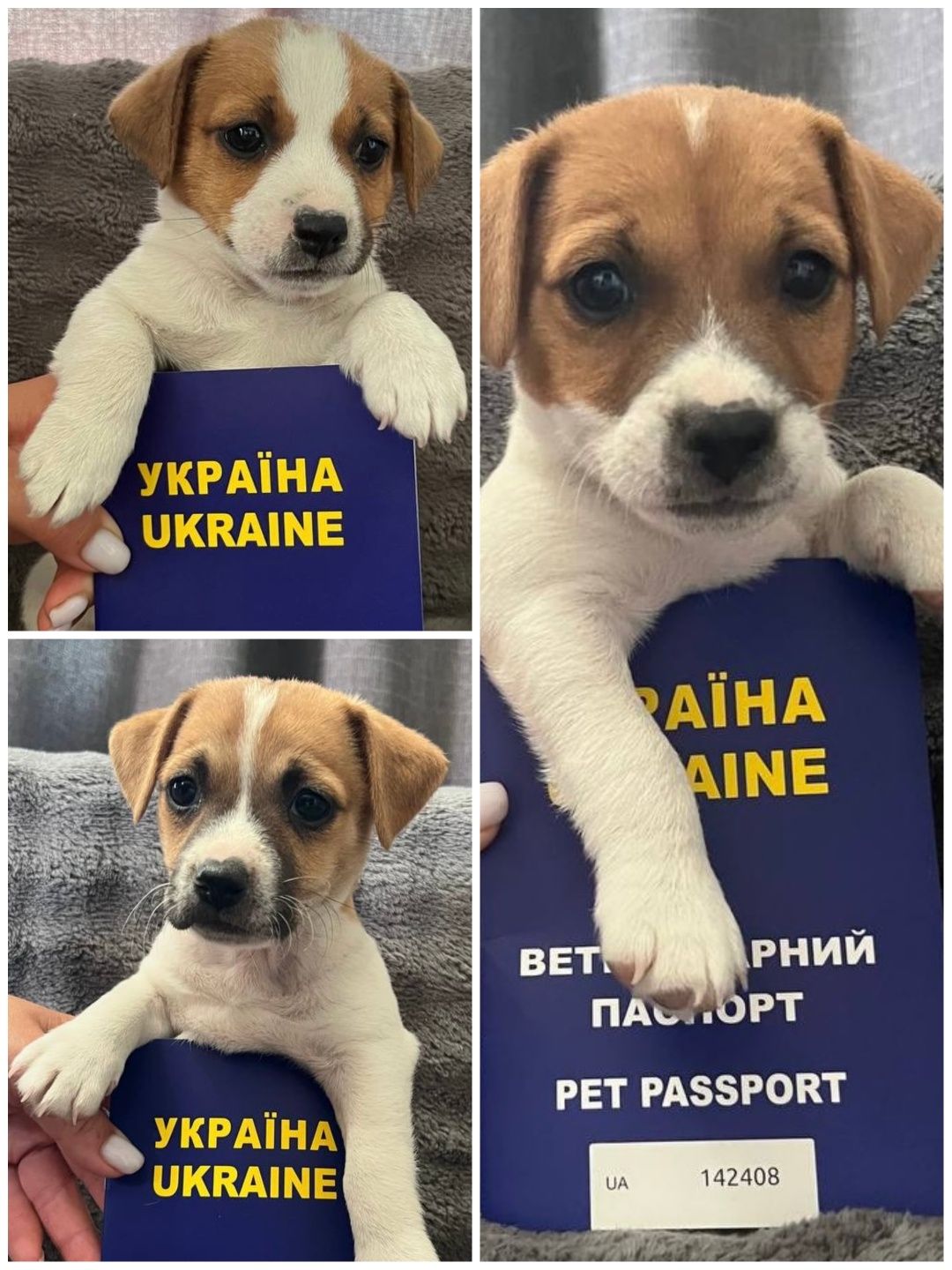 Цуценята( дівчата)  Джек Рассел тер'єр