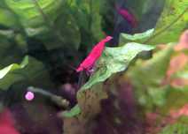 Krewetki krewetka red cherry 2-3cm