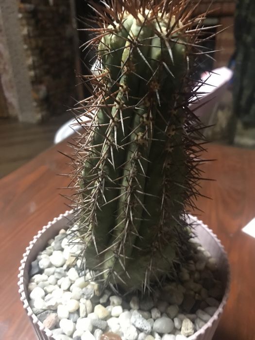 Колекційний кактус Copiapoa на прихованій щепі