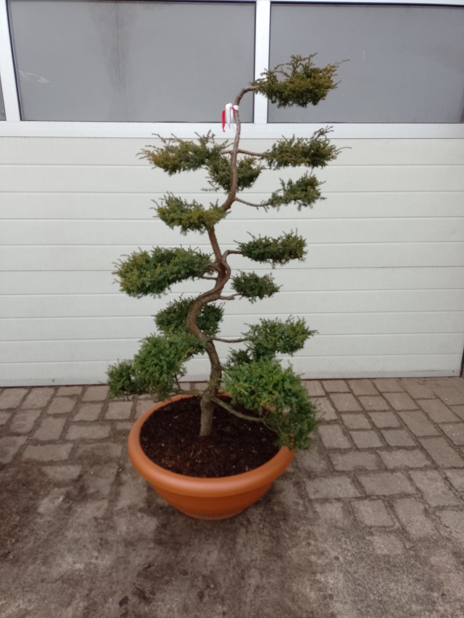 Jałowiec repanda bonsai