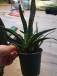 Gesteria sukulent