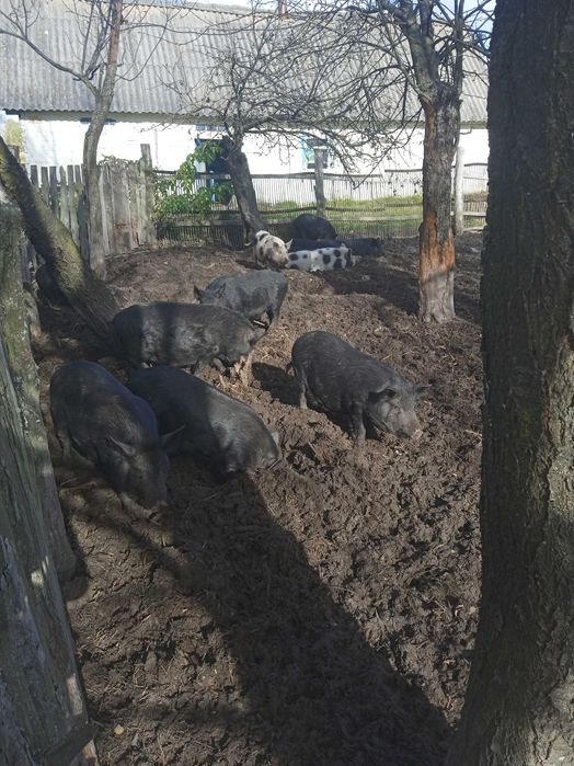 Поросята в'єтнамські