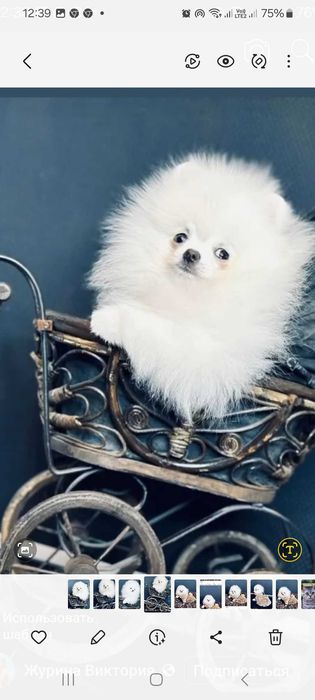 Шпиц с размером горошка