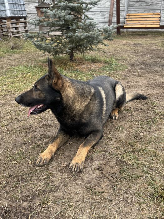 Зонарна німецька овчарка (вʼязка) ККУ, вже розвязаний