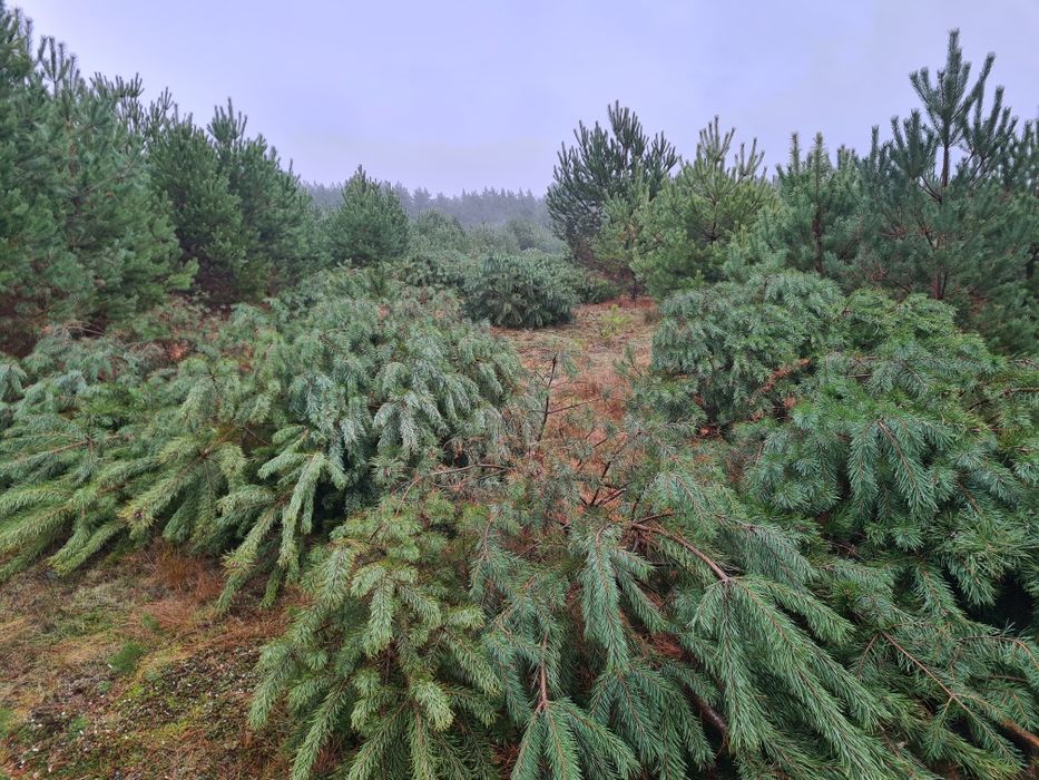 Drwal Pilarz, usługi leśne, wycinka drzew