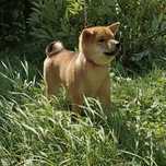 Shiba Inu FCI – szczeniaki z domowej hodowli ZKwP
