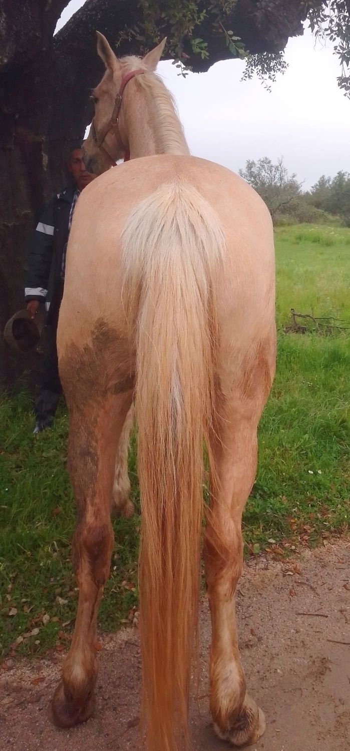 Egua palomina venda/troca