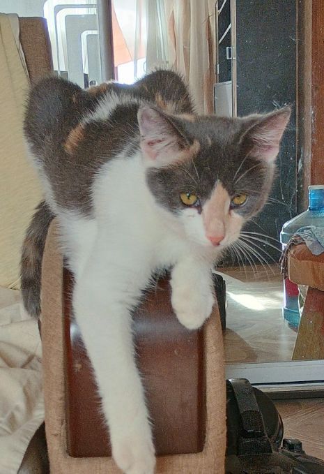 Разные котята бесплатно. Кошка. Кот. Котенок даром. Отдам срочно !!!