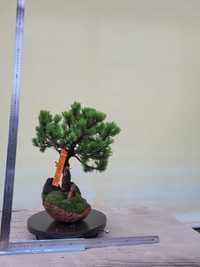 Drzewka tarasowe, balkonowe bonsai PROMOCJA