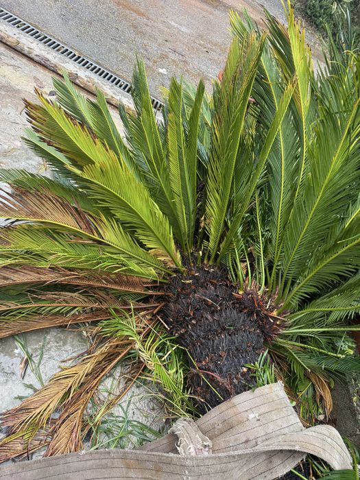 Syca ( já arrancada)