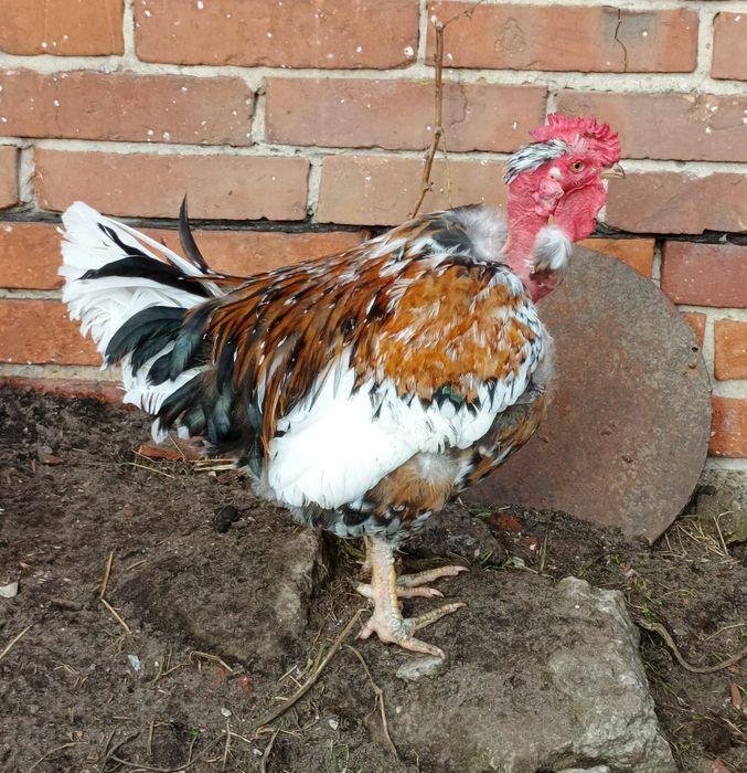 Kogut araukana, kogut gołoszyjka