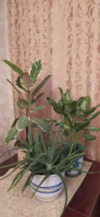 Фикус и другие растения